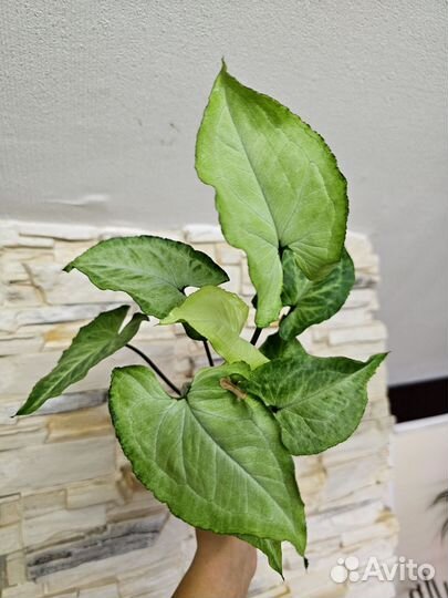 Сингониумы, ароидные