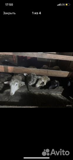 Бараны, ярки, овцы