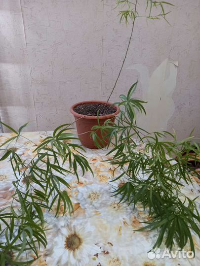 Комнатные растения