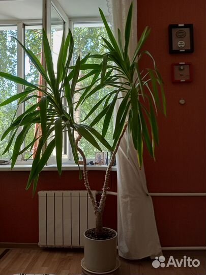 Пальма юкка двухметровая комнатная