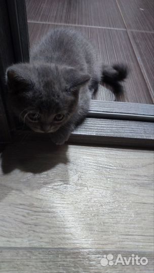 Британские котята