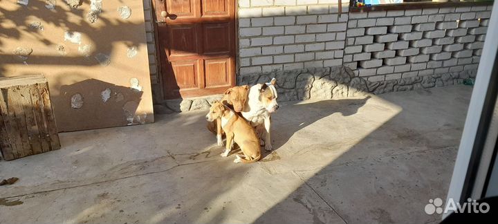 Продаю. Щенка Амбуль девочка. 4месяца