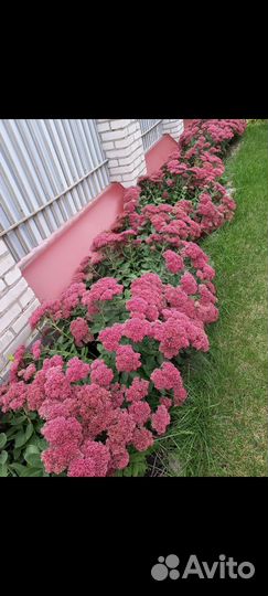 Лук декоративный