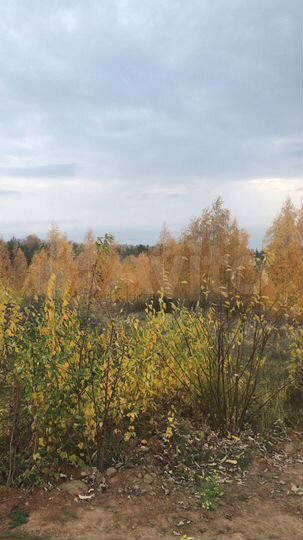 Участок 76,3 сот. (ИЖС)