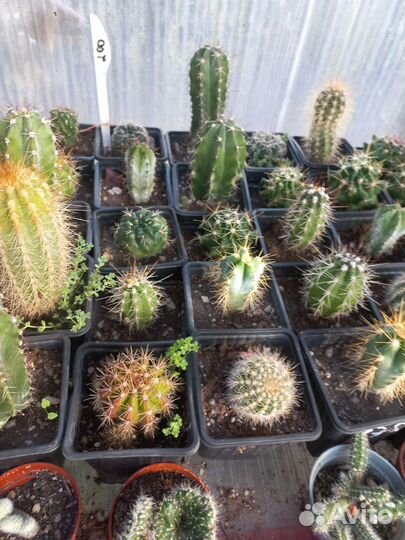 Пахифитум яйценосный из питомника растений