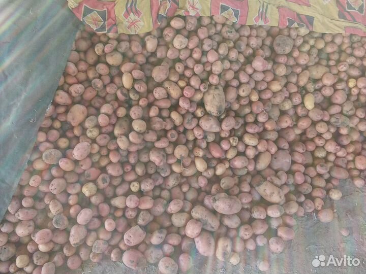 Картошка на корм