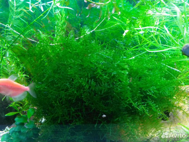 Аквариумные растения