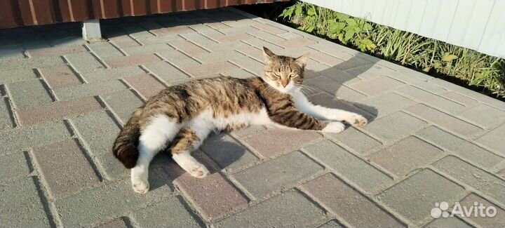 Пристраиваем кота ищем хозяев