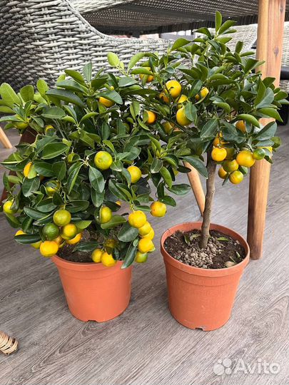 Мандариновое дерево,подарок, в наличии