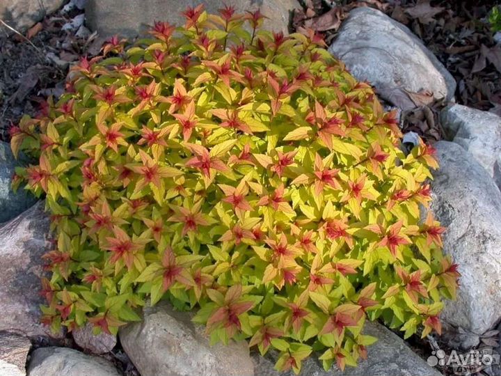 Спирея Меджик карпет