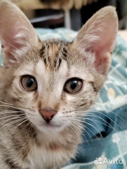 Мила котеночек, ждет свою семью