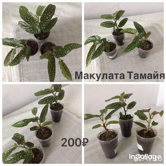 Сортовые бегонии