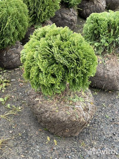 Туя шаровидная