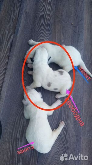 Щенки сао алабай