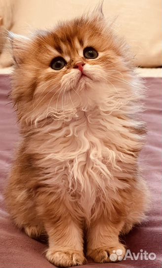 Продается котенок девочка золотая шиншилла