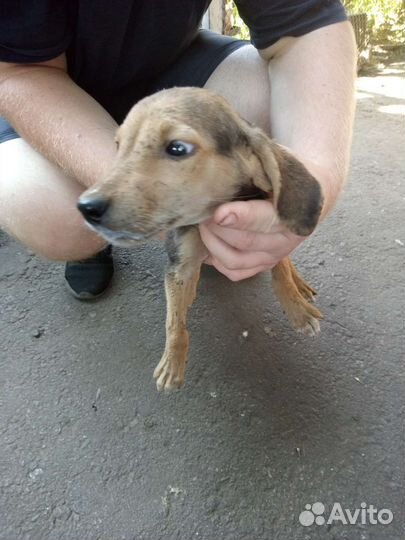 Щенки ручкой гончей