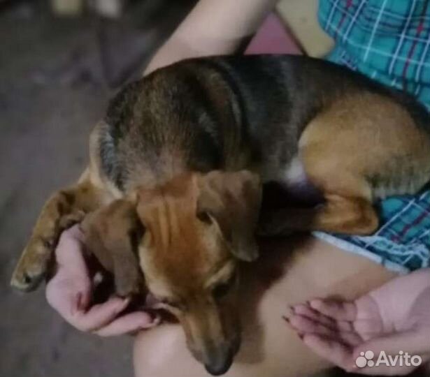 Щенки