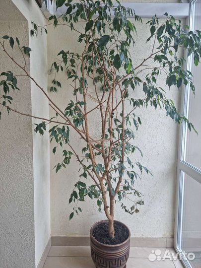 Фикус бенджамина