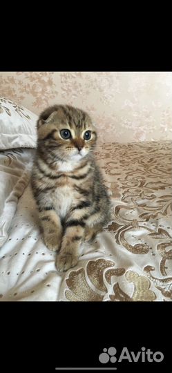 Шотландская вислоухая в золотом окрасе