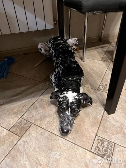 Далматинец