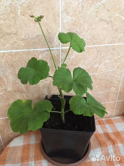 Комнатные цветы