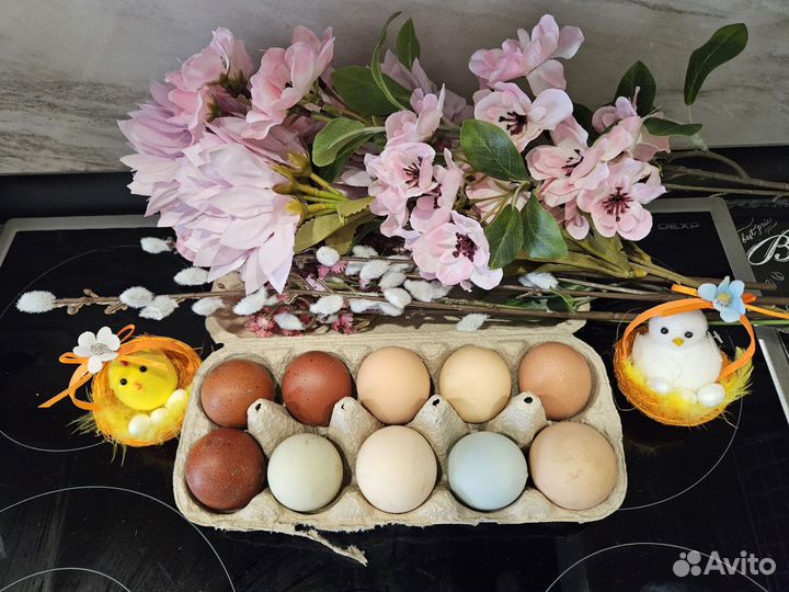Куриные яйца для инкубации