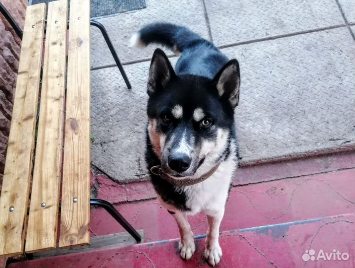 Сибирский хаски