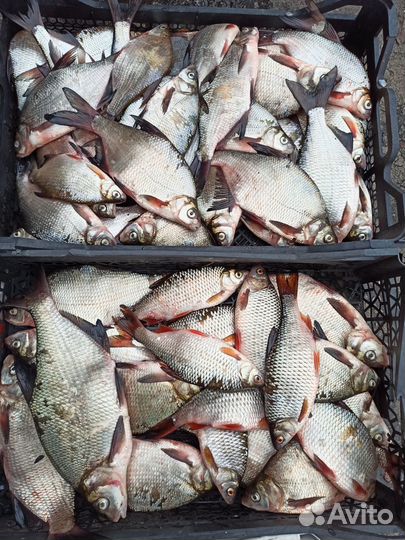 Свежая донская рыба