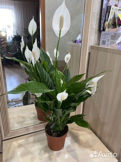 Комнатные домашние растения