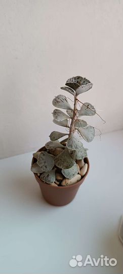 Каланхоэ ромболистное