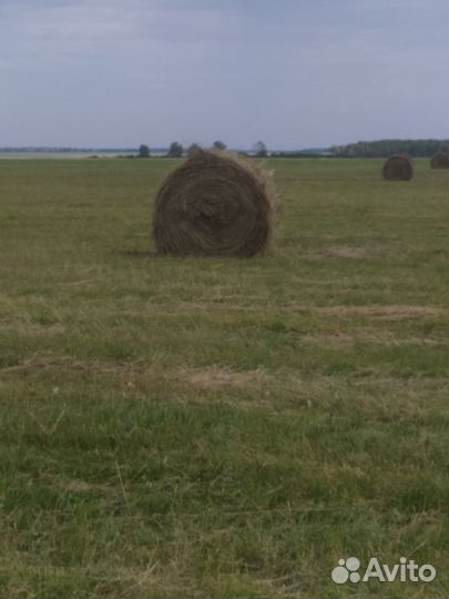 Продам сено в рулонах