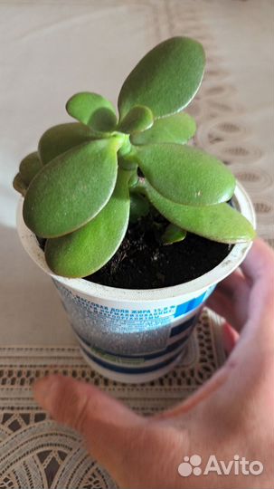 Крассула толстянка