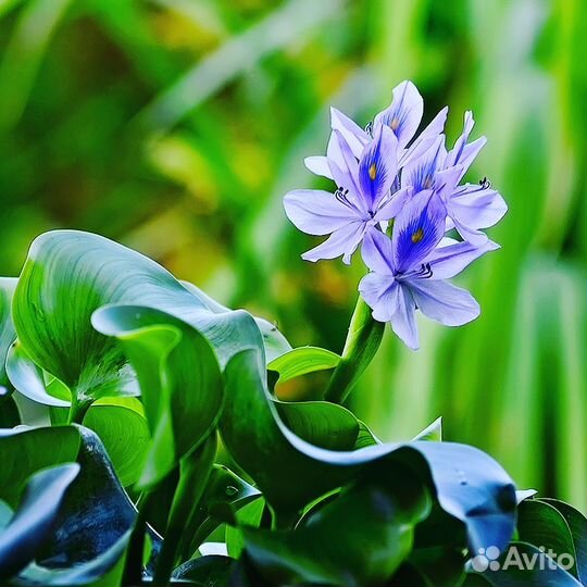 Водный гиацинт