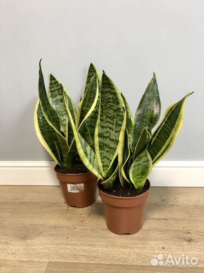 Сансевиерия Футура суперба