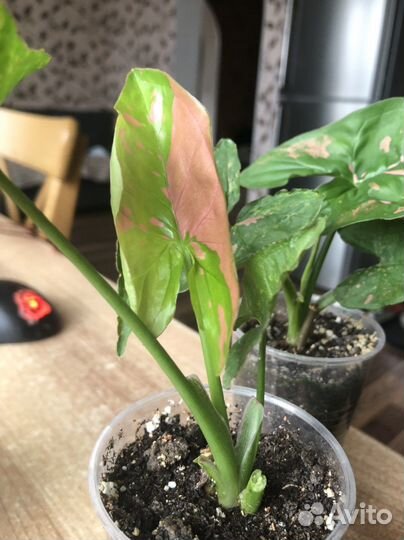 Сингониум Пинк Сплеш