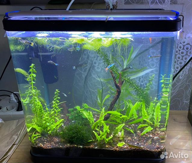 Аквариумы с рыбками