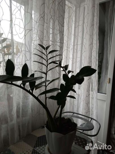 Замиокулькас