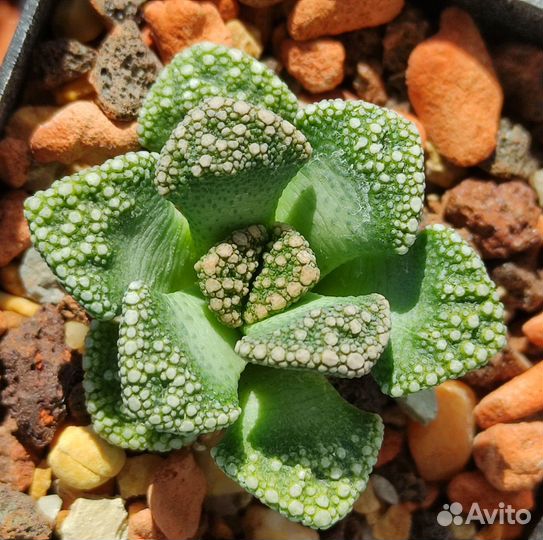 Titanopsis & Aloinopsis