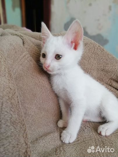 Котенок в добрые руки