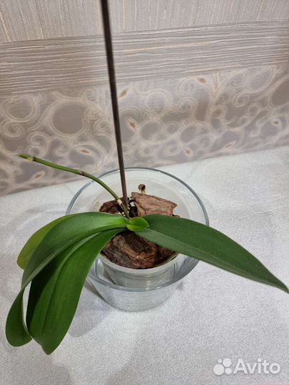 Орхидея фаленопсис