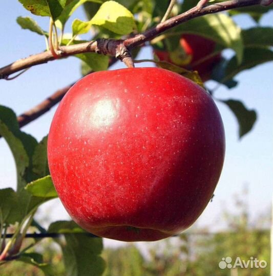 Саженцы яблони Лигол