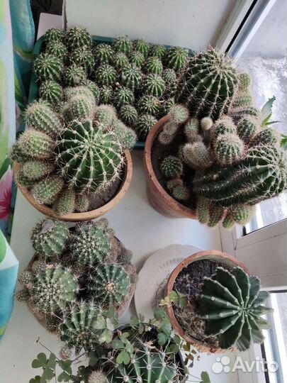 Кактус цветущий маленький