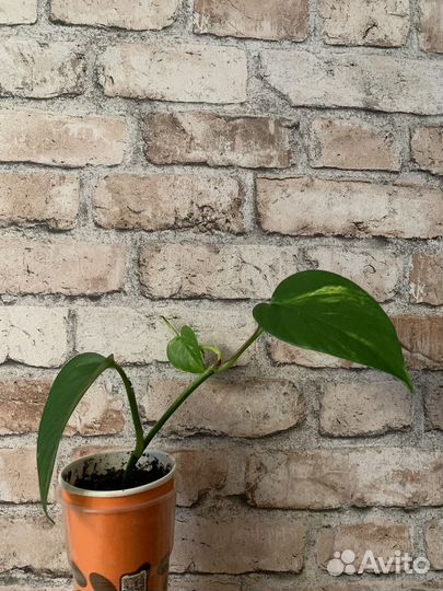 Сциндапсус