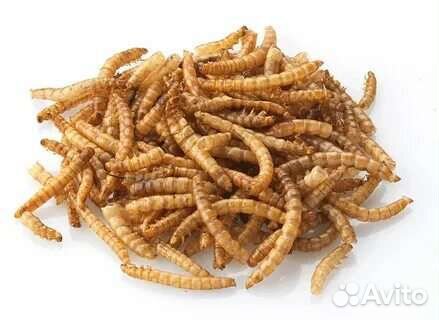 Мучной червь, сверчок, таракан туркменский