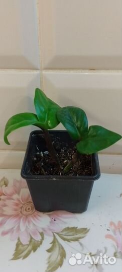 Замиакулькас черный Равен и Зензи