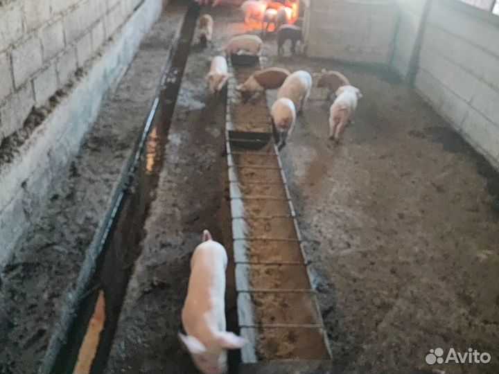 Поросята дюрок+ см, ландрас+см/дюрок, дюрок