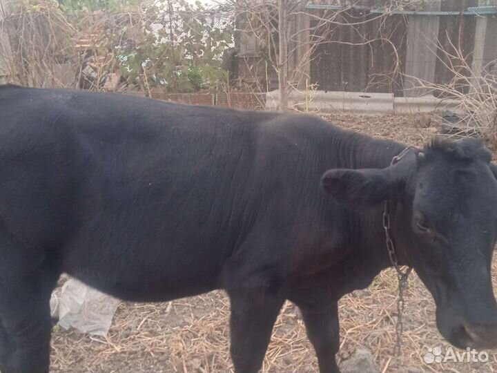 Корова высокоудойная и телка 6 мес