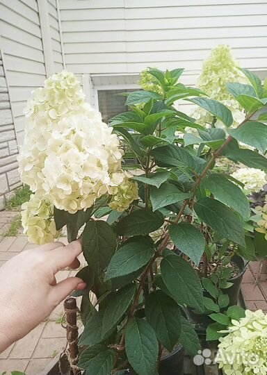 Гортензия Сандей Фрайз (Sundae Fraise) цветущая