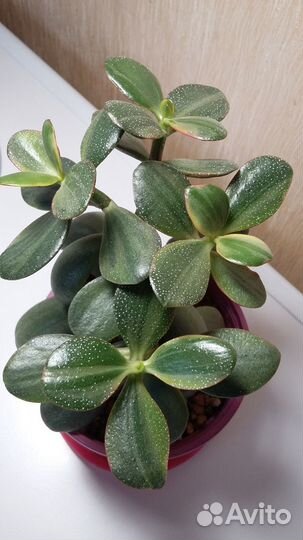 Пестролистные крассулы и другие сорта