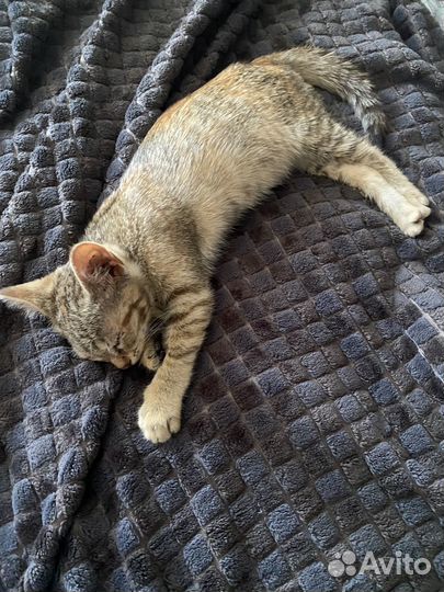 Отдам котёнка в добрые руки